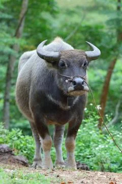 Buffalo Stock Photos
