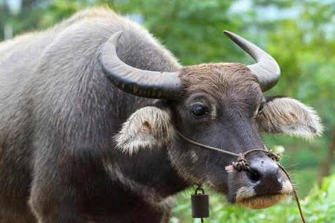 Buffalo Stock Photos