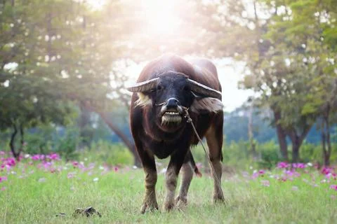 Buffalo Stock Photos