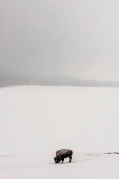 Buffalo Stock Photos