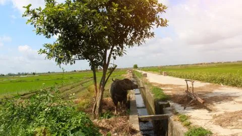 Buffalo Stock Photos