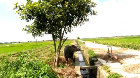 Buffalo Stock Photos
