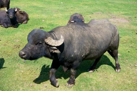 Buffalo Stockfoto's