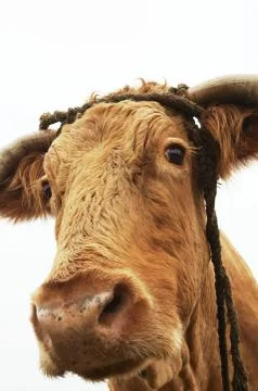 Buffalo 库存照片