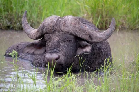 Buffalo Stock Photos