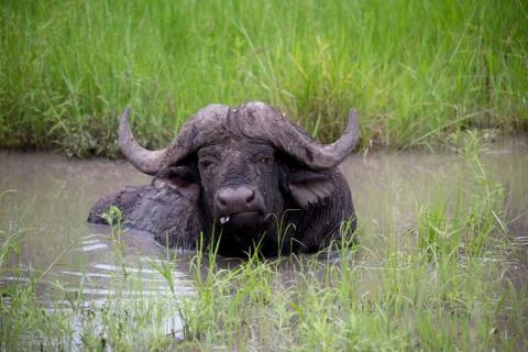 Buffalo Stock Photos
