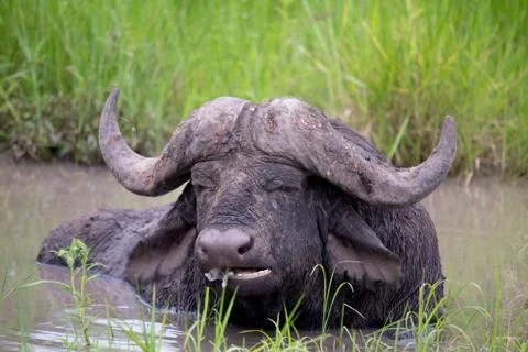 Buffalo Stock Photos