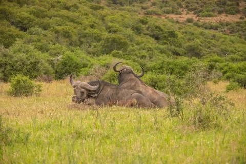 Buffalo Stock Photos