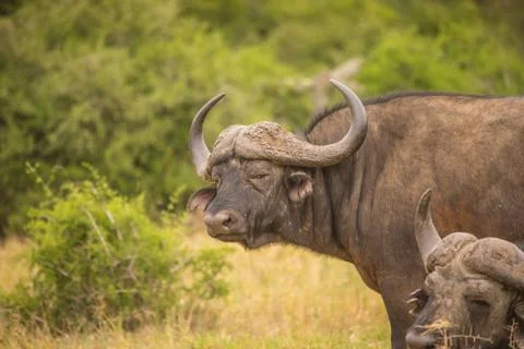 Buffalo Stock Photos
