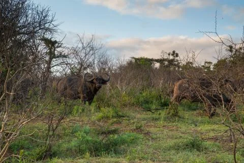 Buffalo Stock Photos