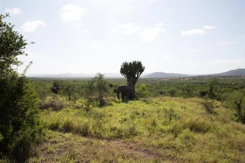 Buffalo Stock Photos