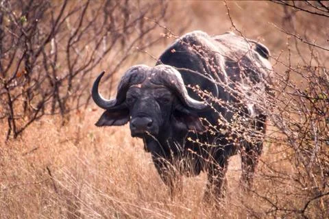 Buffalo Stock Photos