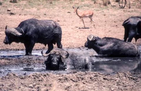 Buffalo Stock Photos