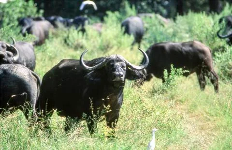 Buffalo Stock Photos