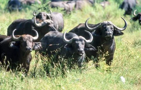 Buffalo Stock Photos