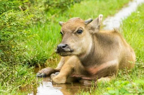 Buffalo Stock Photos