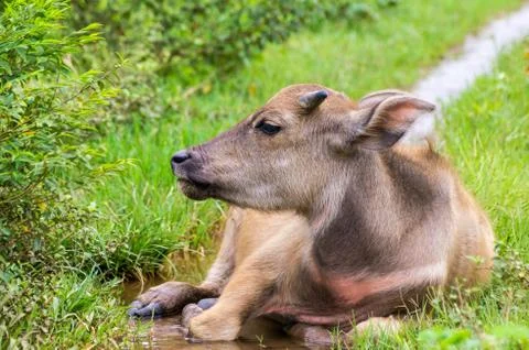 Buffalo Stock Photos