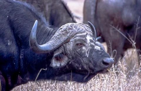 Buffalo Stock Photos