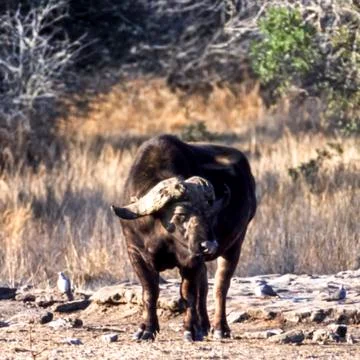 Buffalo Stock Photos