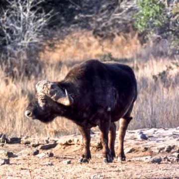 Buffalo Stock Photos