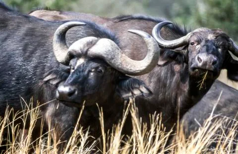 Buffalo Stock Photos