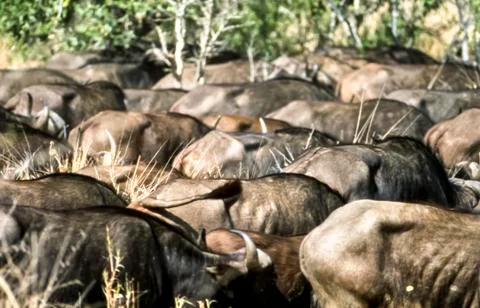Buffalo Stock Photos