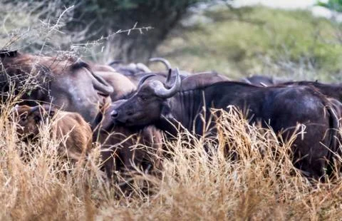 Buffalo Stock Photos