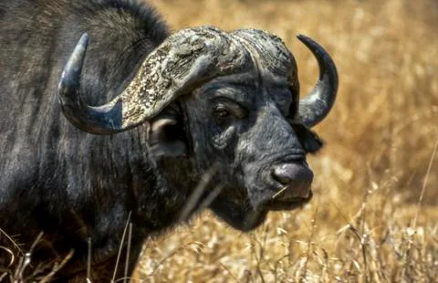 Buffalo Stock Photos