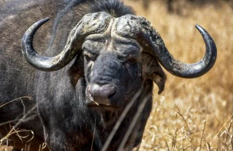 Buffalo Stock Photos