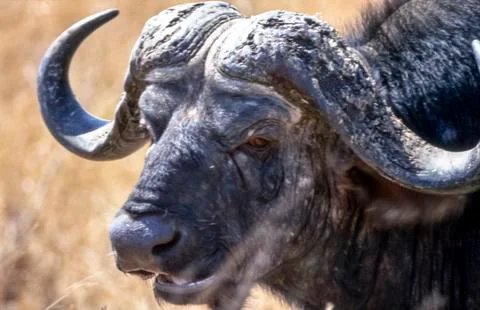 Buffalo Stock Photos