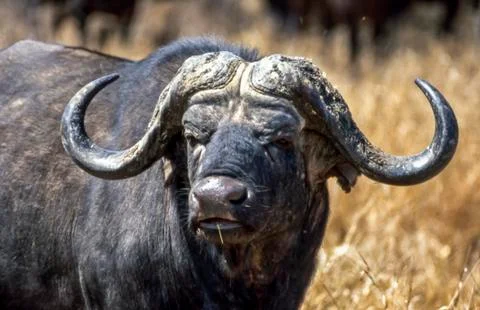 Buffalo Stock Photos