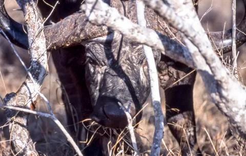 Buffalo Stock Photos