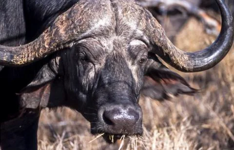 Buffalo Stock Photos