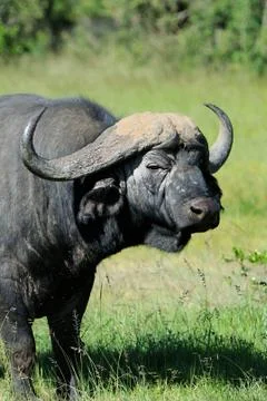 Buffalo Stock Photos