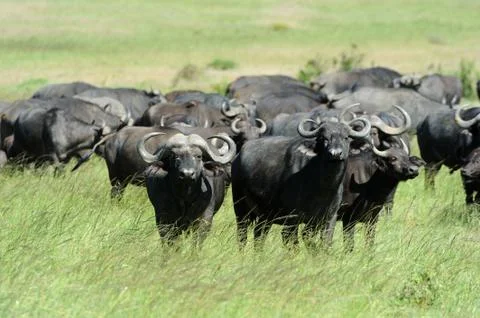 Buffalo Stock Photos