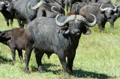 Buffalo Stock Photos