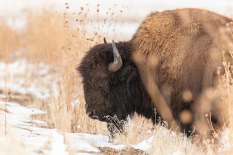 Buffalo 写真素材