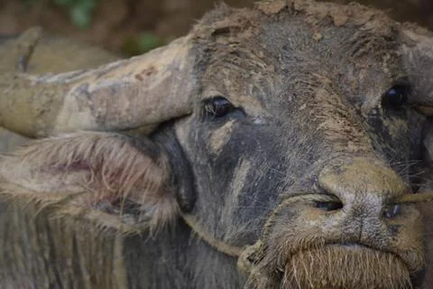 Buffalo Stock Photos