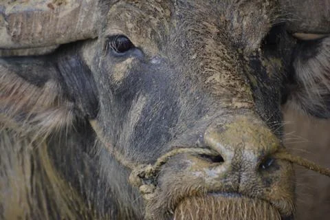 Buffalo Stock Photos