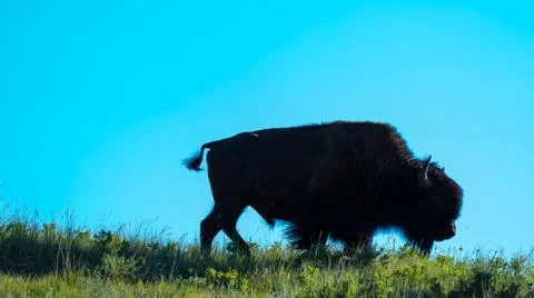 Buffalo Stockfoto's