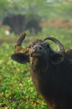 Buffalo Stock Photos