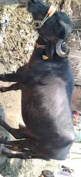 Buffalo Fotos de archivo