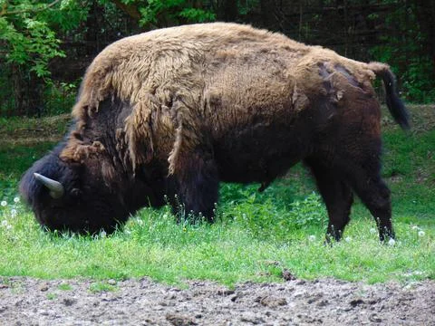 Buffalo Stock Photos