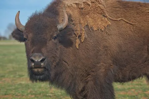 Buffalo Stock Photos