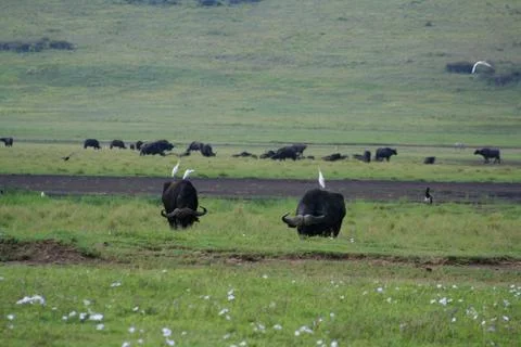 Buffalo Stock Photos