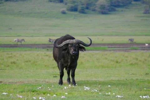 Buffalo Stock Photos