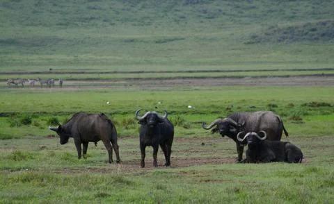 Buffalo Stock Photos