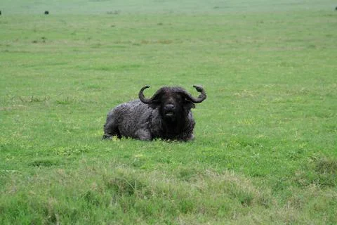 Buffalo Foto stock