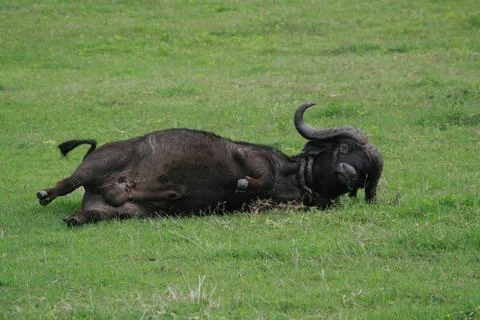 Buffalo Stock Photos