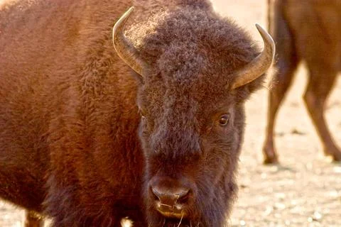 Buffalo Stock Photos